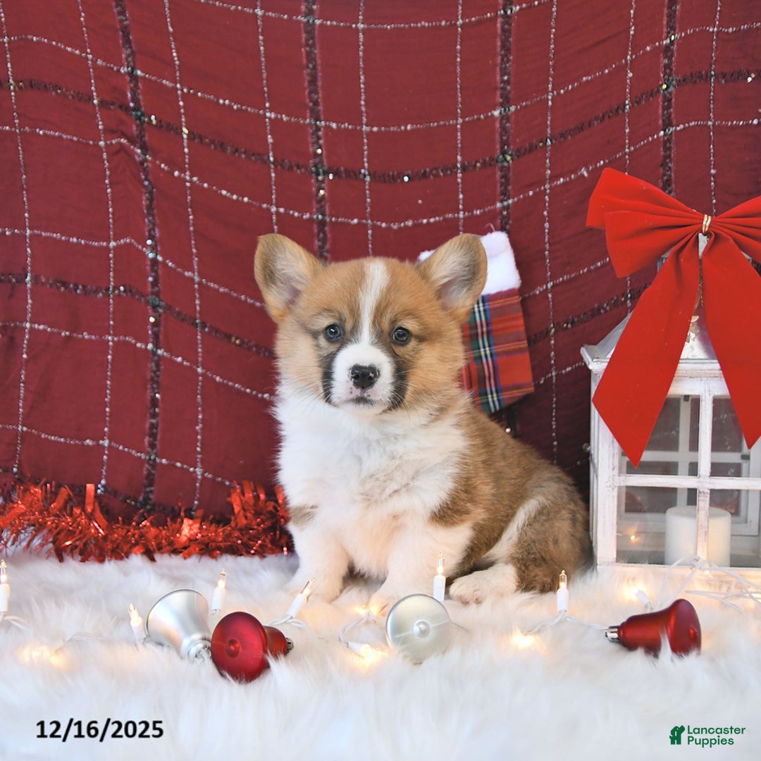 Welsh Corgi Pembroke dogs for sale: Oxie - Ad 1