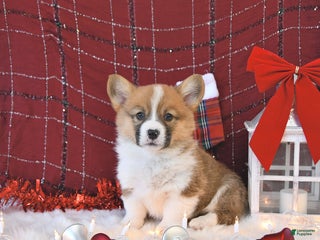 Welsh Corgi Pembroke dogs Oxie - Ad 12