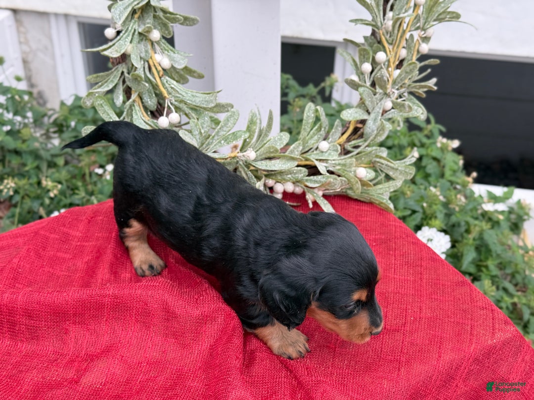 Miniature Dachshund dogs for sale: Ember - Ad 2