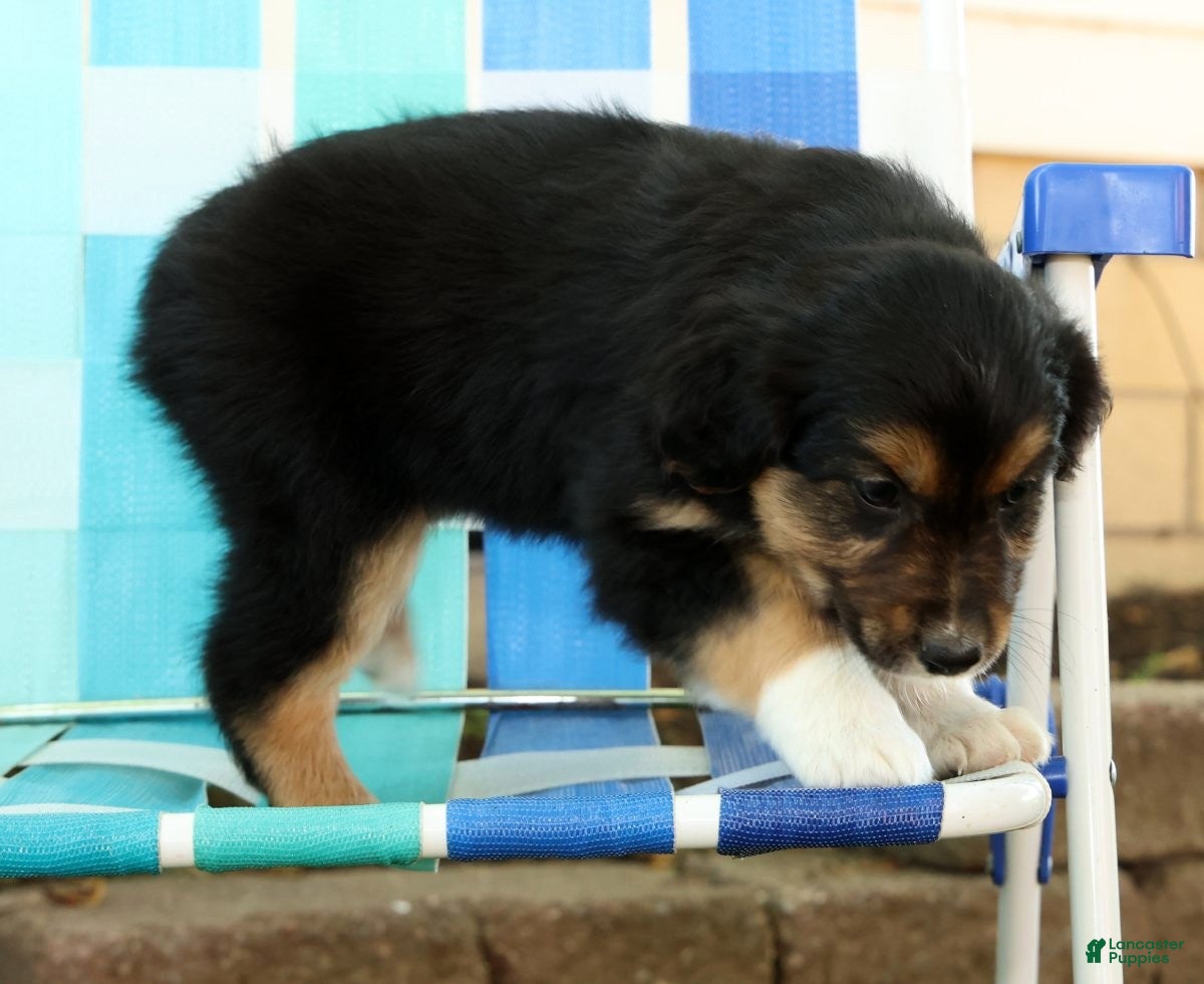Australian Shepherd dogs for sale: Sunshine - Ad 9