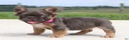 French Bulldog dogs for sale: Jana - Ad 7
