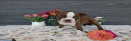Boston Terrier dogs for sale: Boston Terrier 3 Stacy - Ad 7