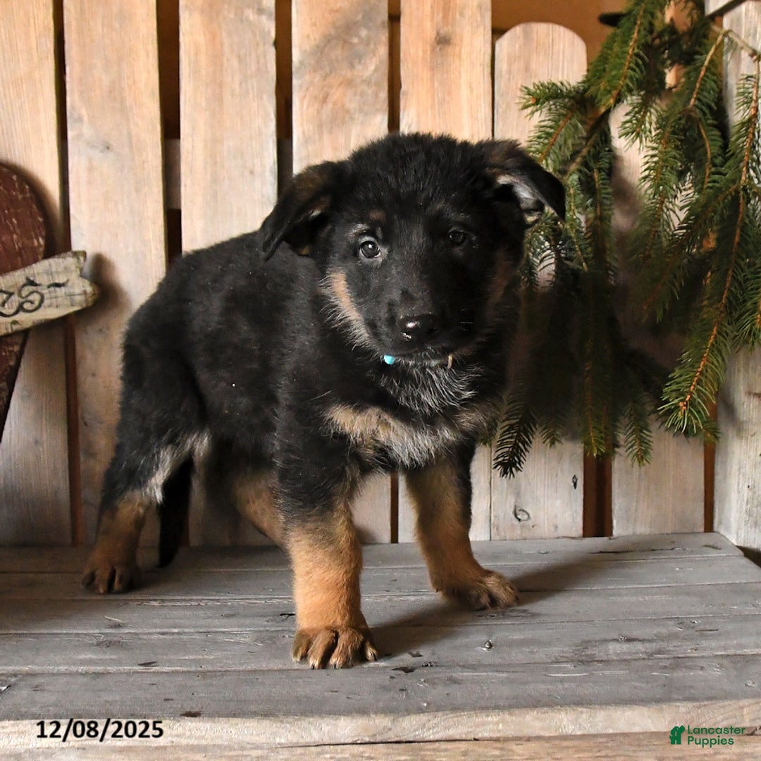 German Shepherd dogs for sale: Sage - Ad 2