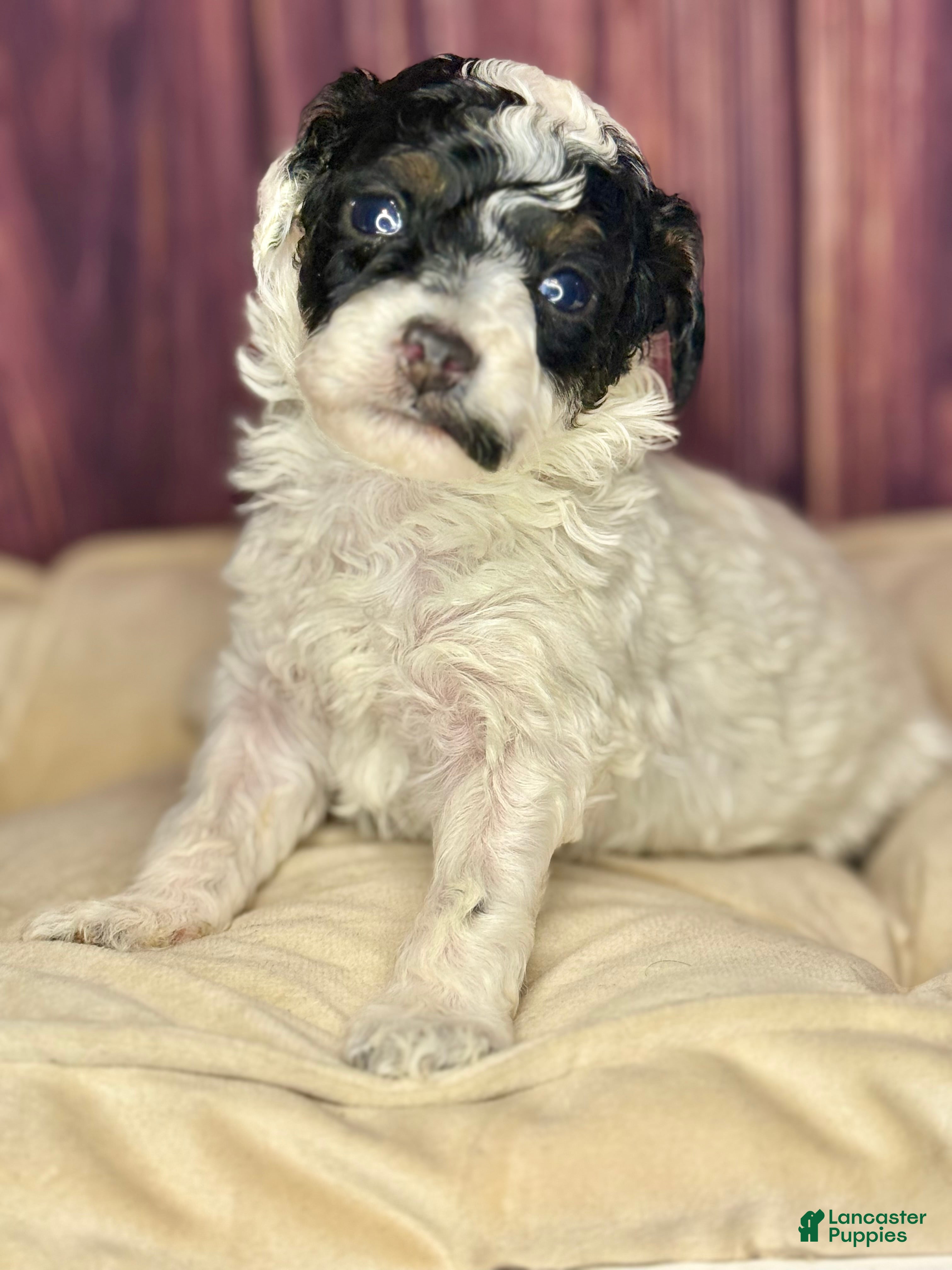 Miniature Poodle dogs Mr . Mustache  - Ad 17