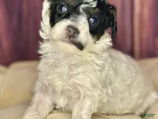 Miniature Poodle dogs Mr . Mustache - Ad 17