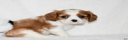Cavalier King Charles Spaniel dogs for sale: Upton  - Ad 2