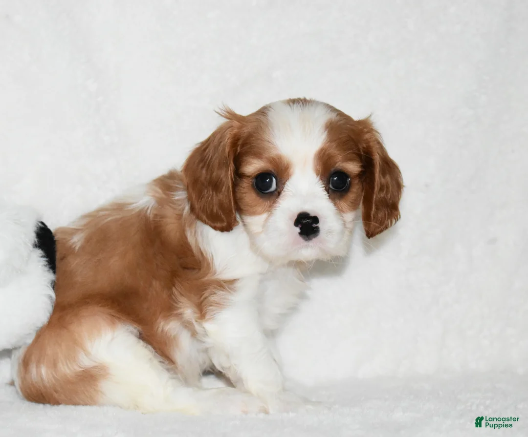Cavalier King Charles Spaniel dogs for sale: Upton  - Ad 2