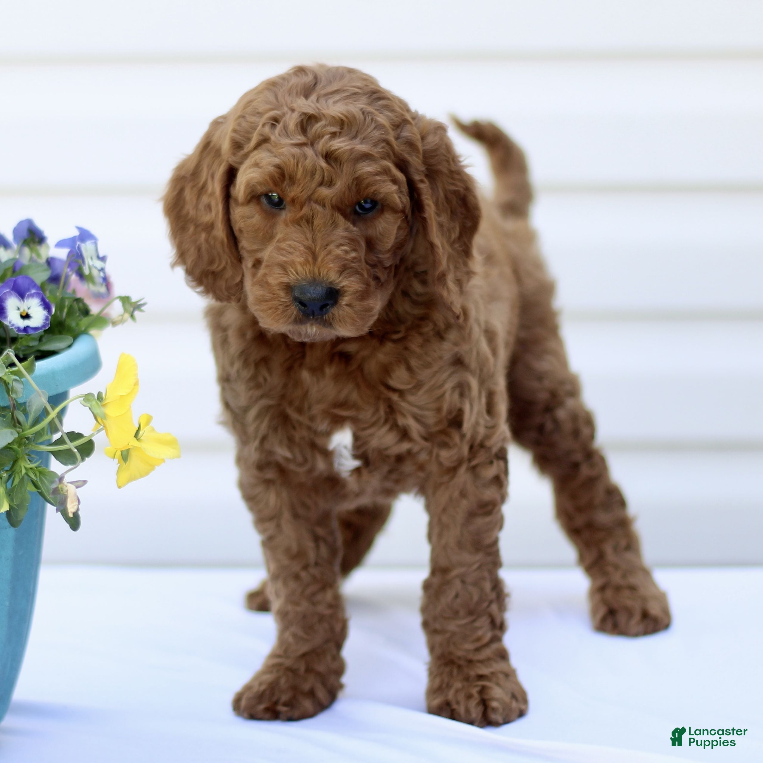 Mini Goldendoodle dogs Scooby  - Ad 2