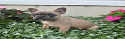 French Bulldog dogs for sale: Flora   - Ad 5