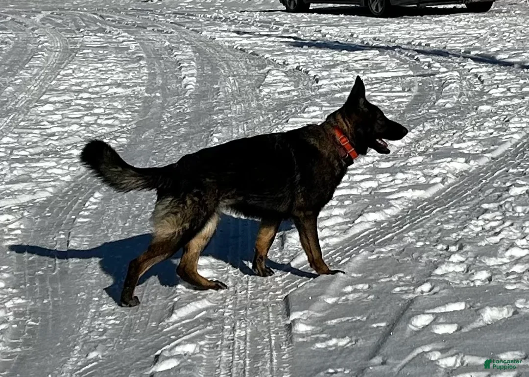 German Shepherd dogs for sale: Willow/Cody Teal - Ad 17