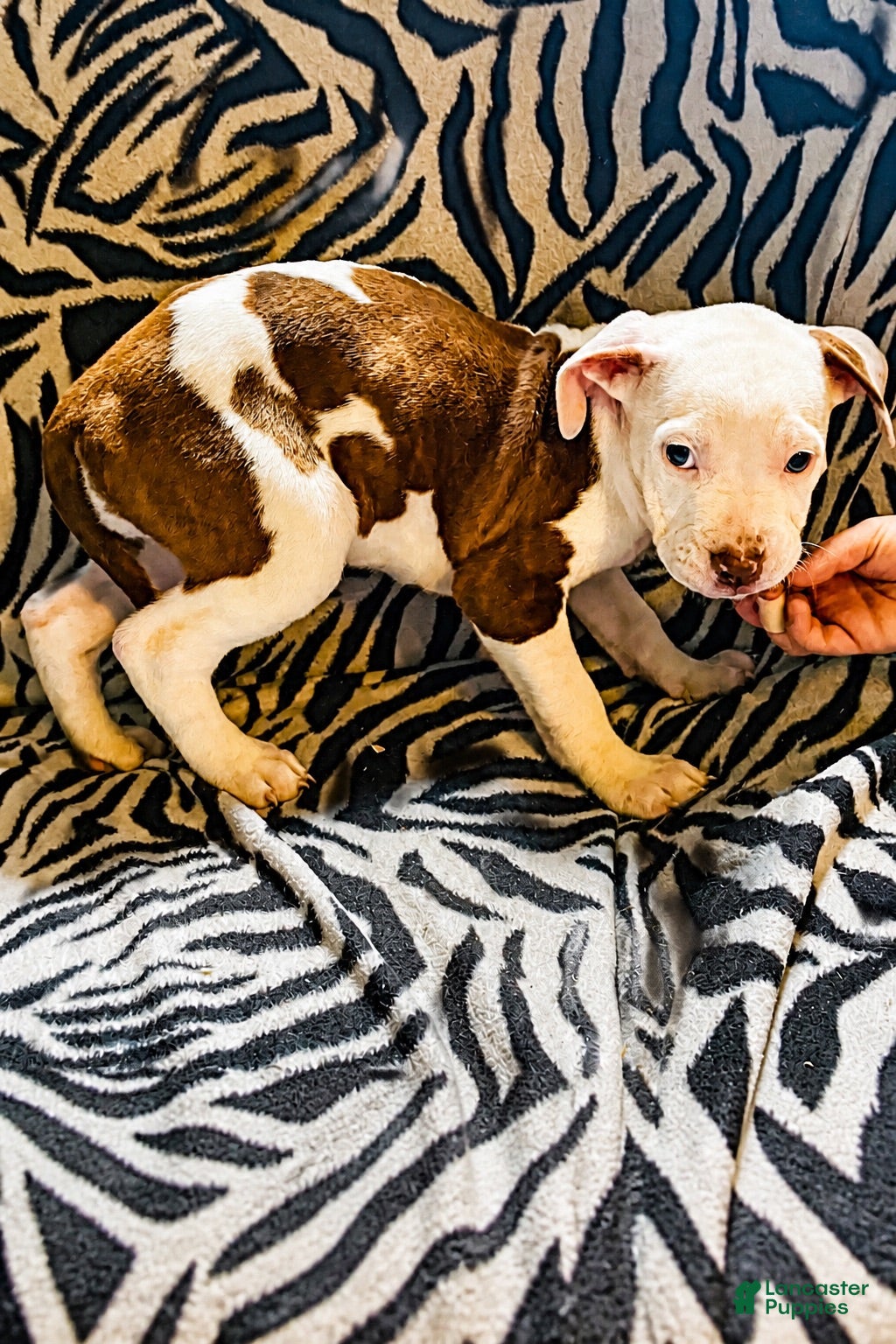 Mixed Breed dogs Mixed Breed 3 - Ad 11