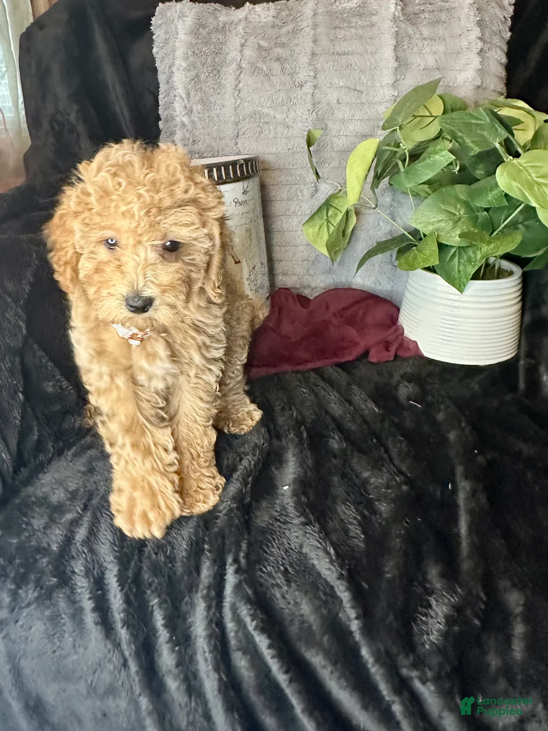 Toy Poodle dogs for sale: Feebee - Ad 7