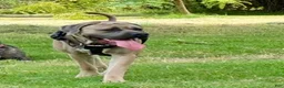 Cane Corso dogs for sale: APHRODITE - Ad 8
