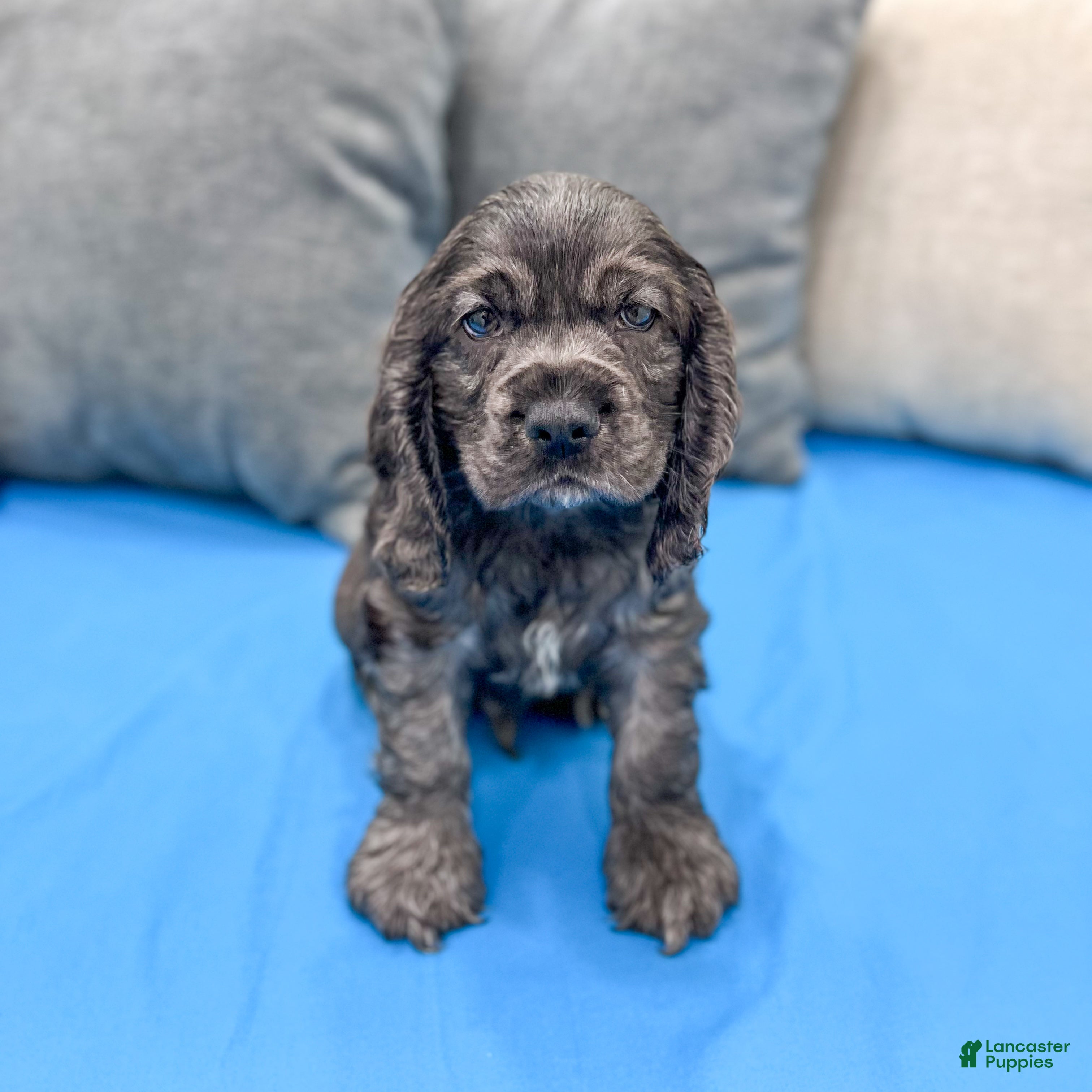 Cocker Spaniel dogs Riley - Ad 1