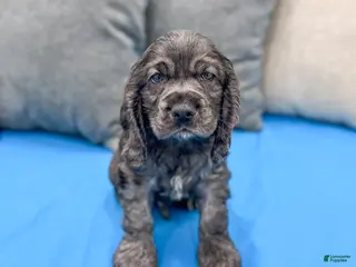 Cocker Spaniel dogs for sale: Riley - Ad 1