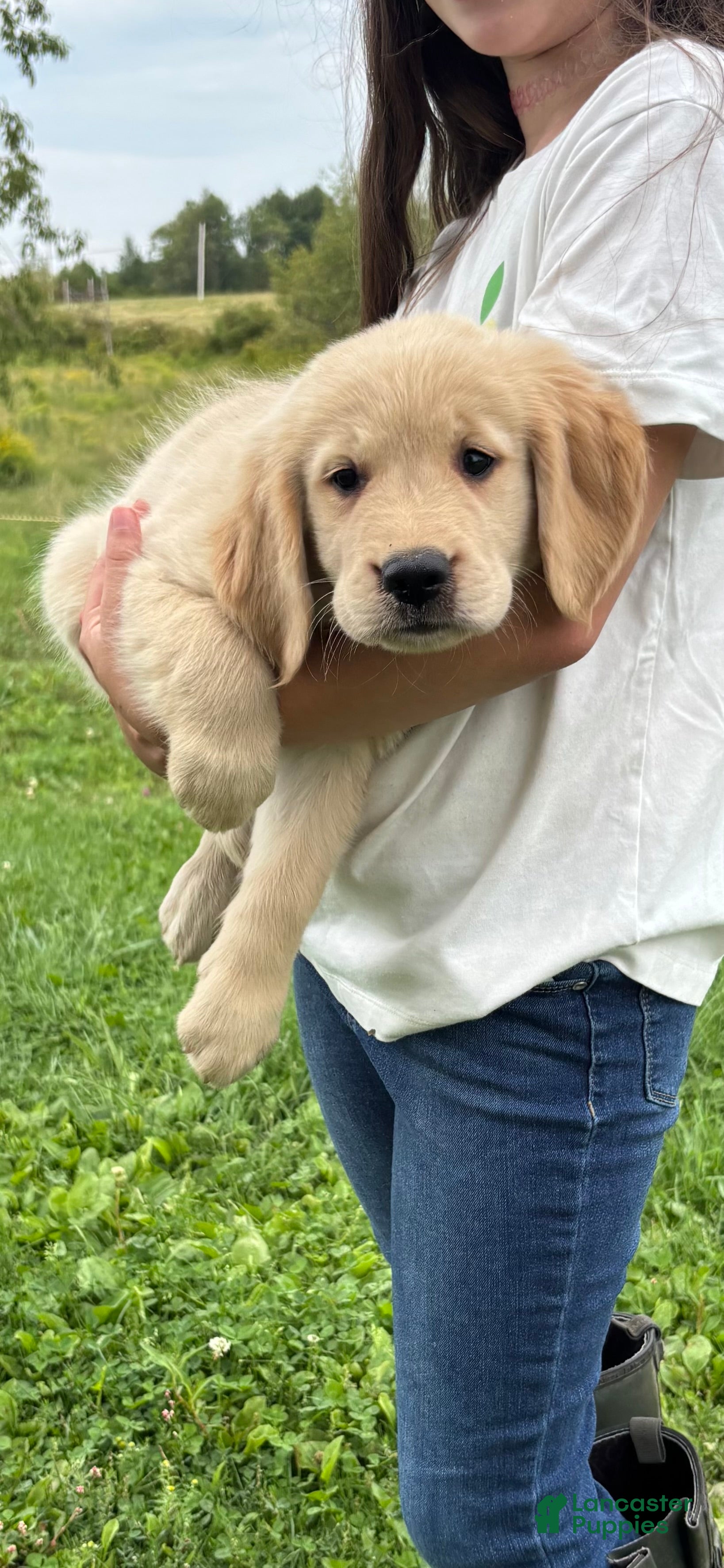Golden Retriever dogs Case - Ad 1
