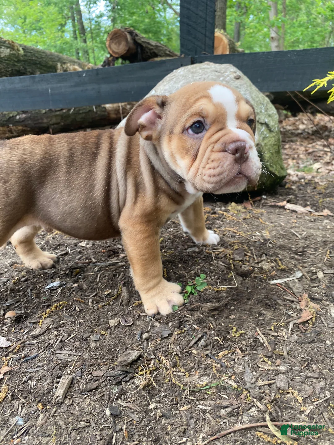 Mixed Breed dogs for sale: Tank - Ad 9