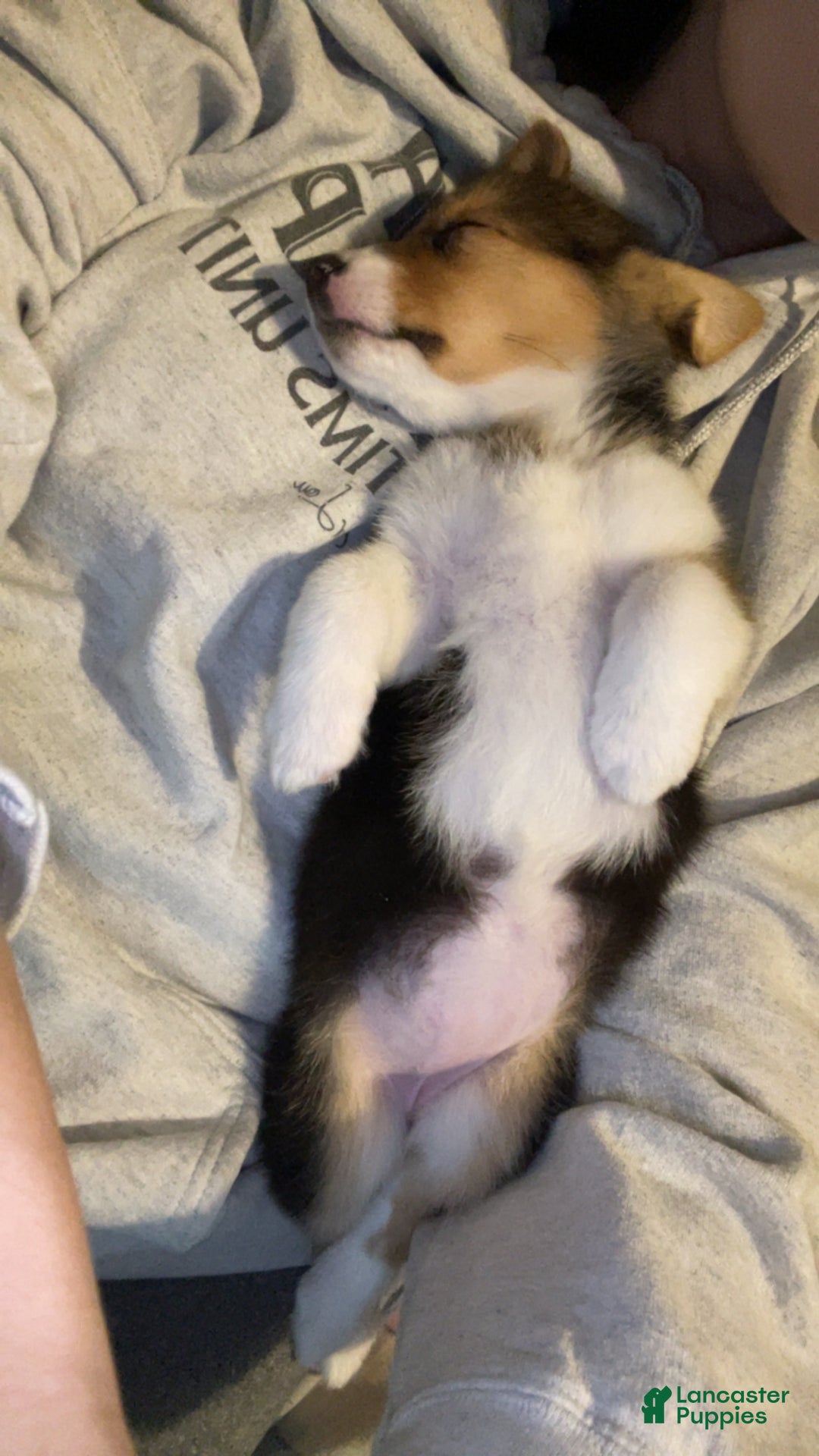 Welsh Corgi Pembroke dogs for sale: Pip - Ad 2