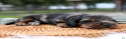 Miniature Dachshund dogs for sale: Daily Miniature Dachshund Puppy  - Ad 3