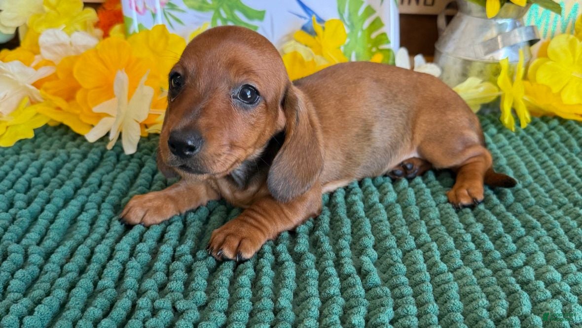 Miniature Dachshund dogs Reba - Ad 22