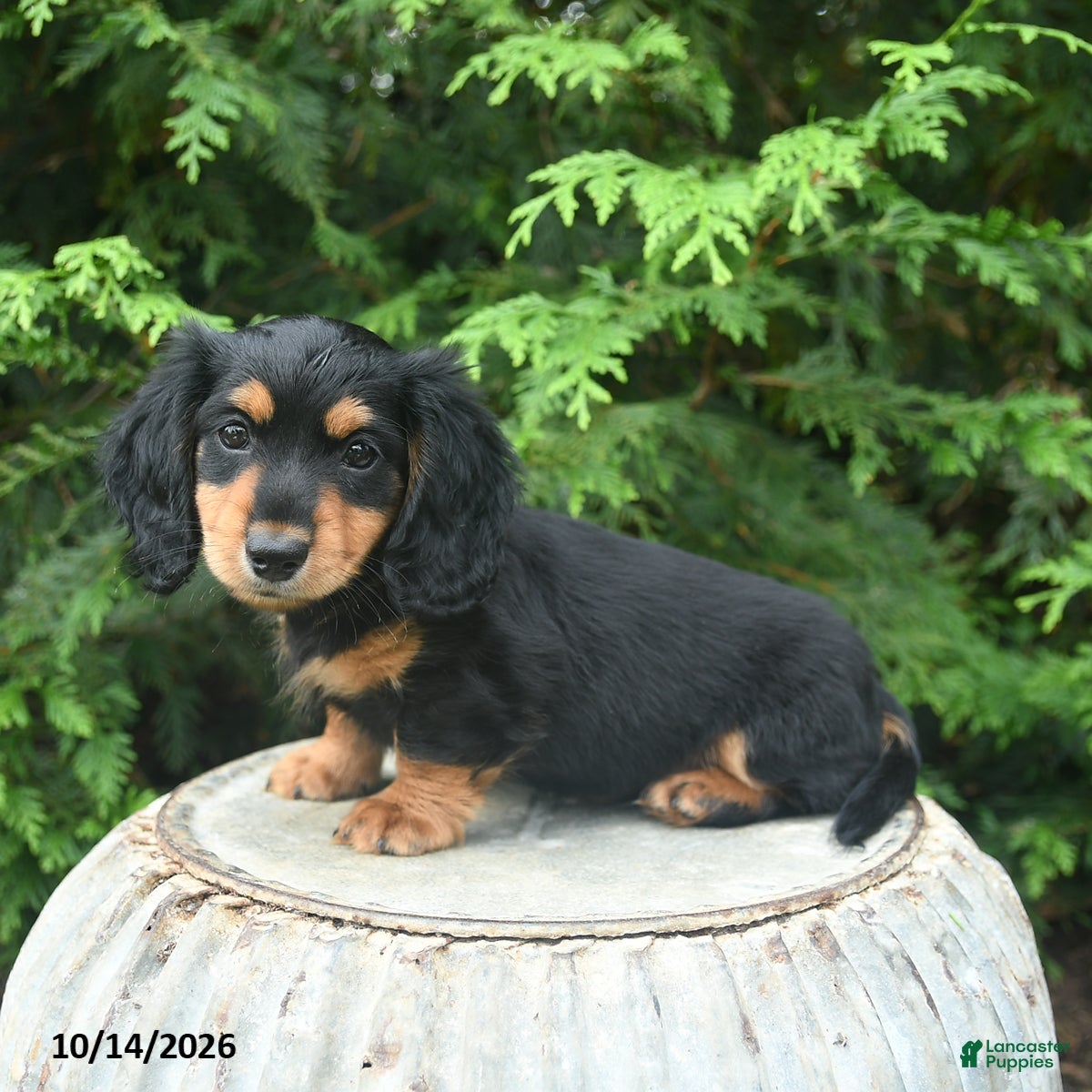 Miniature Dachshund dogs Gretel - Ad 1