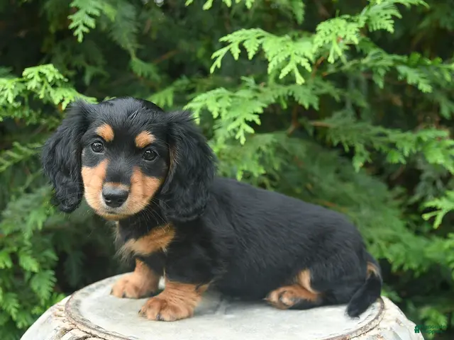 Miniature Dachshund dogs for sale: Gretel - Ad 1