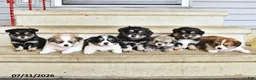 Mixed Breed dogs for sale: Stella - Ad 5