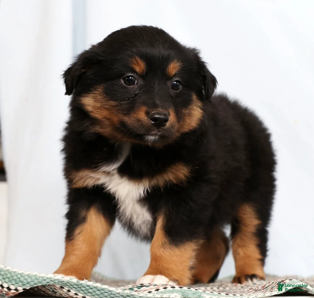 Australian Shepherd dogs for sale: Jane - Ad 5