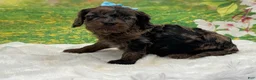 Cavapoo dogs for sale: Chip - Ad 3