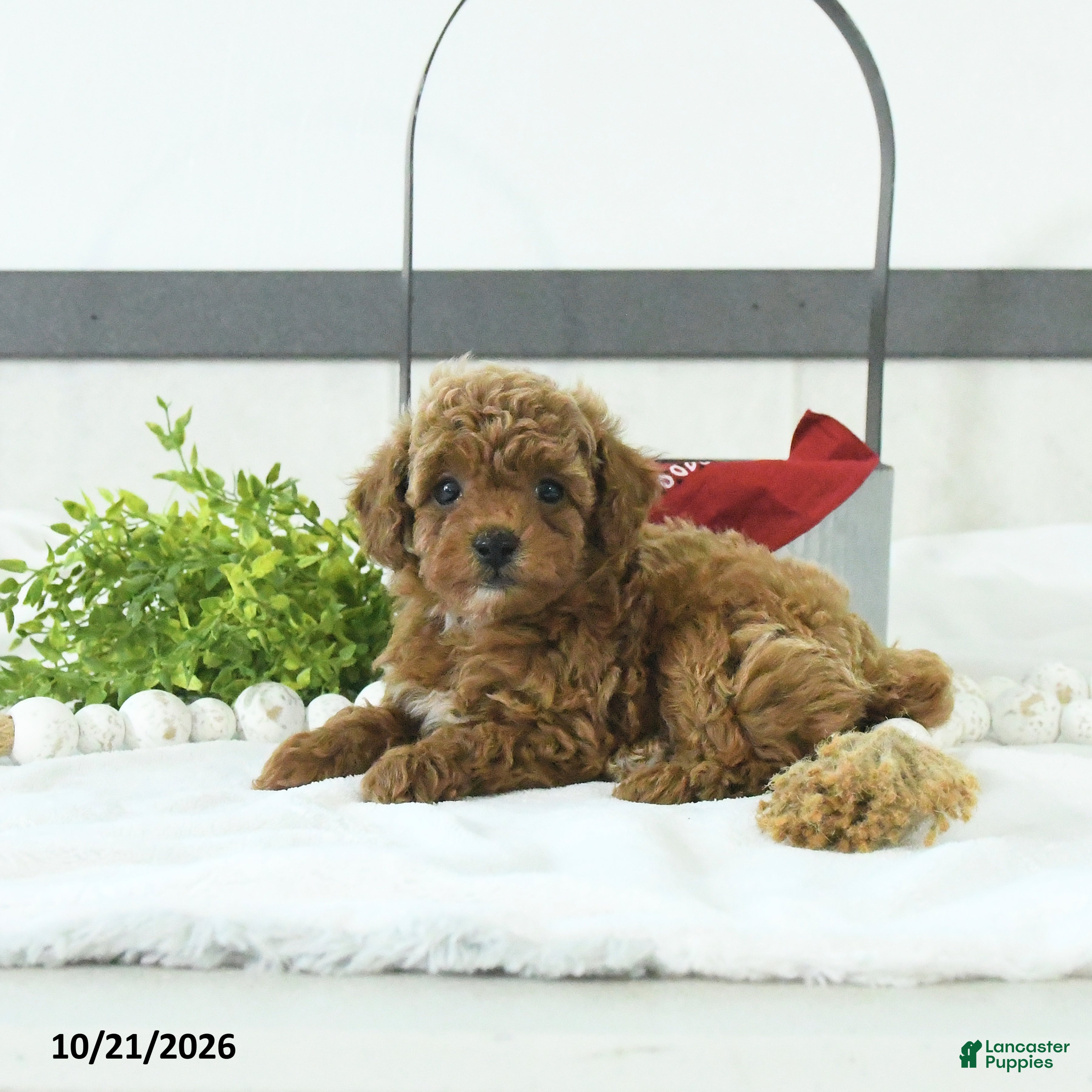 Toy Poodle dogs Thomas - Ad 1