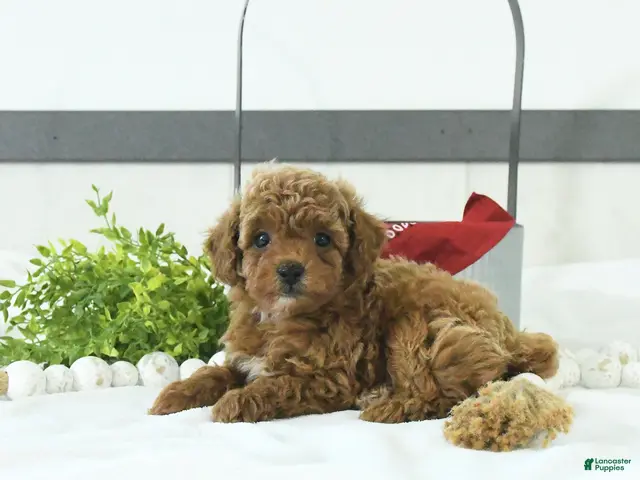 Toy Poodle dogs for sale: Thomas - Ad 1