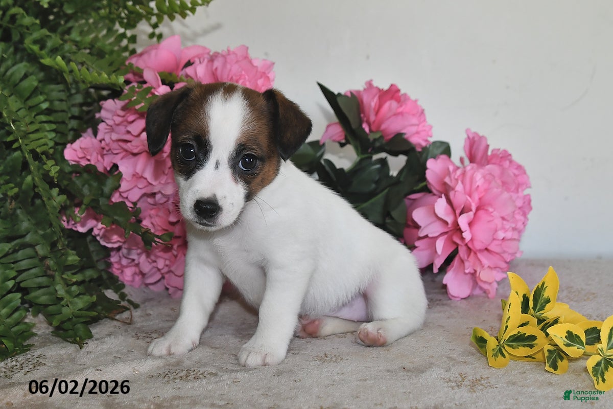 Jack Russell Terrier dogs for sale: Barbie - Ad 4