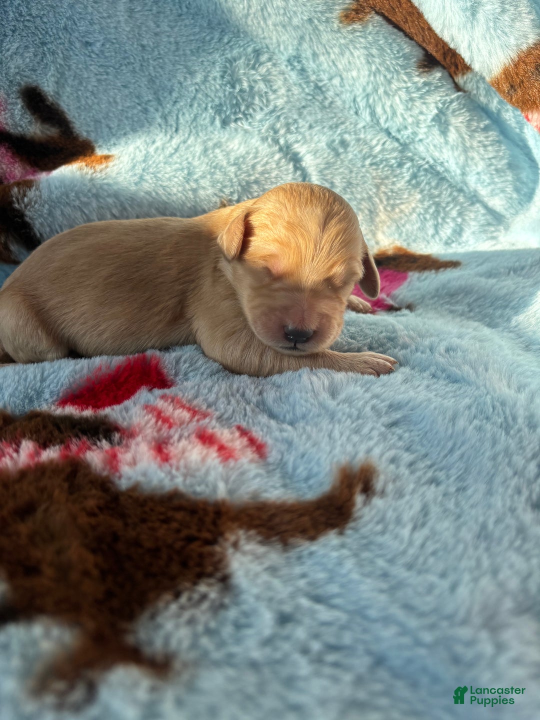 Goldendoodle dogs for sale: Montana  - Ad 6