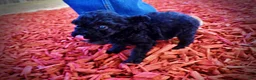 Toy Poodle dogs for sale: Kissy - Ad 13