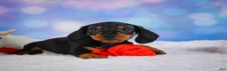 Miniature Dachshund dogs for sale: Ace - Ad 4