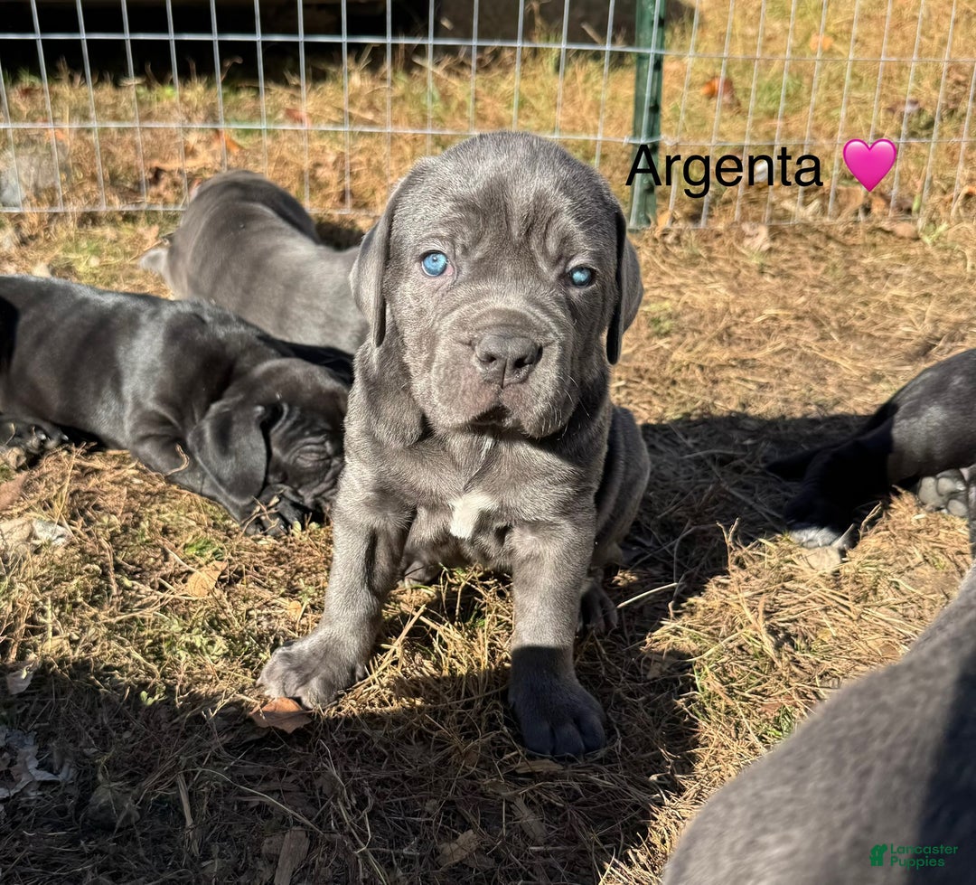 Cane Corso dogs for sale: Argenta - Ad 2