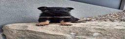 German Shepherd dogs for sale: Maverick  - Ad 3