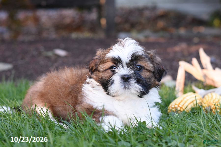 Shih Tzu dogs for sale: Autumn - Ad 2