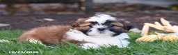 Shih Tzu dogs for sale: Autumn - Ad 2