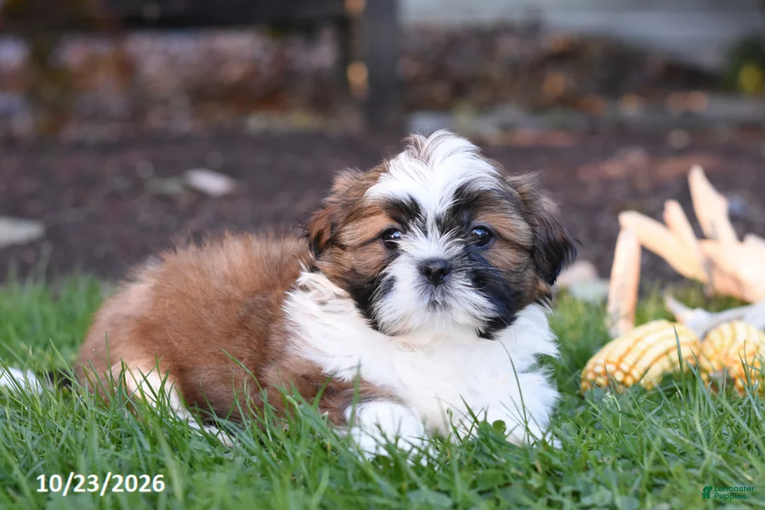 Shih Tzu dogs for sale: Autumn - Ad 2