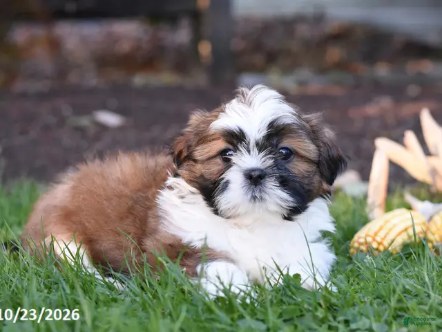 Shih Tzu dogs for sale: Autumn - Ad 2