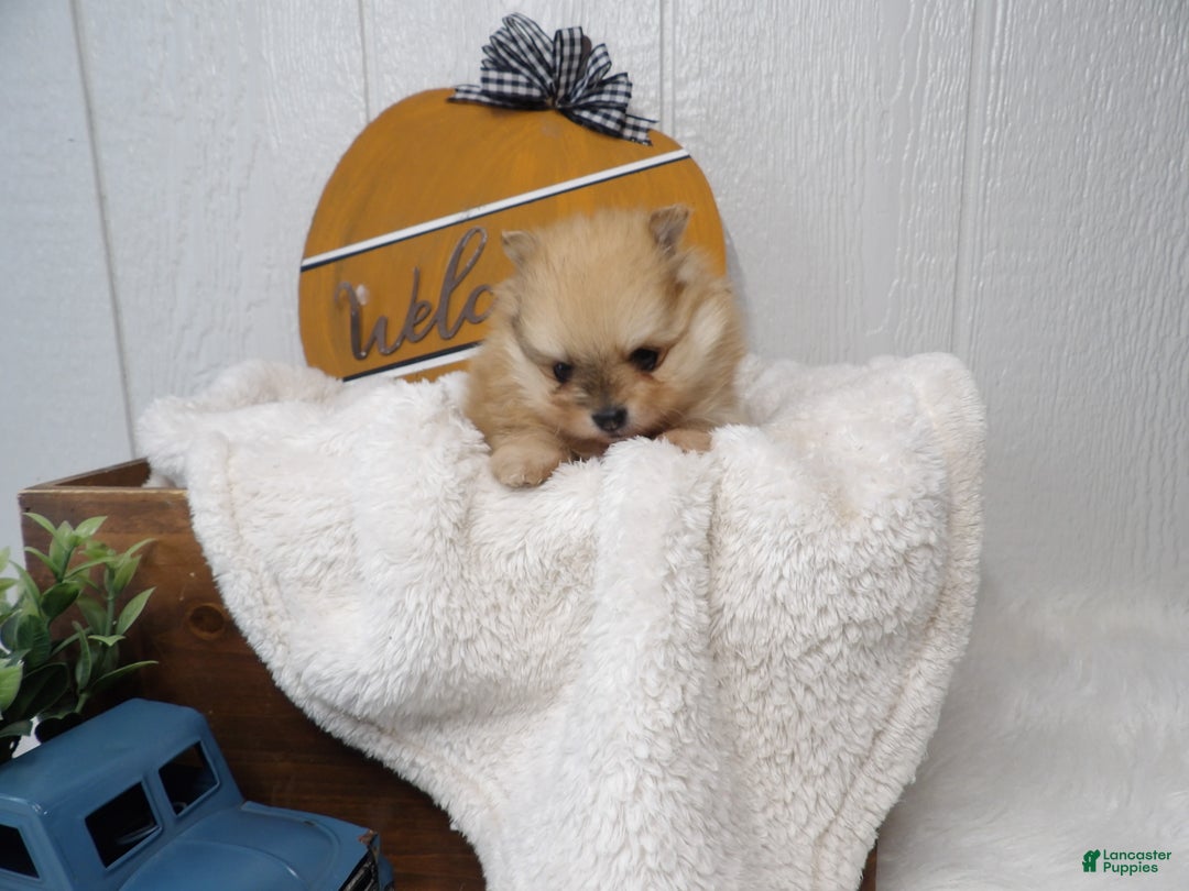 Pomeranian dogs for sale: Pomeranian Puppy 2 - Ad 1