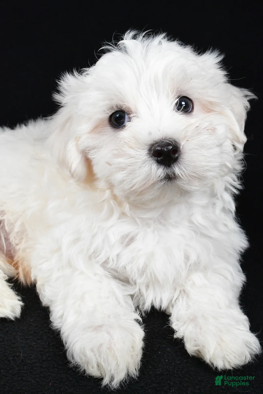Maltese dogs for sale: Cody - Ad 8