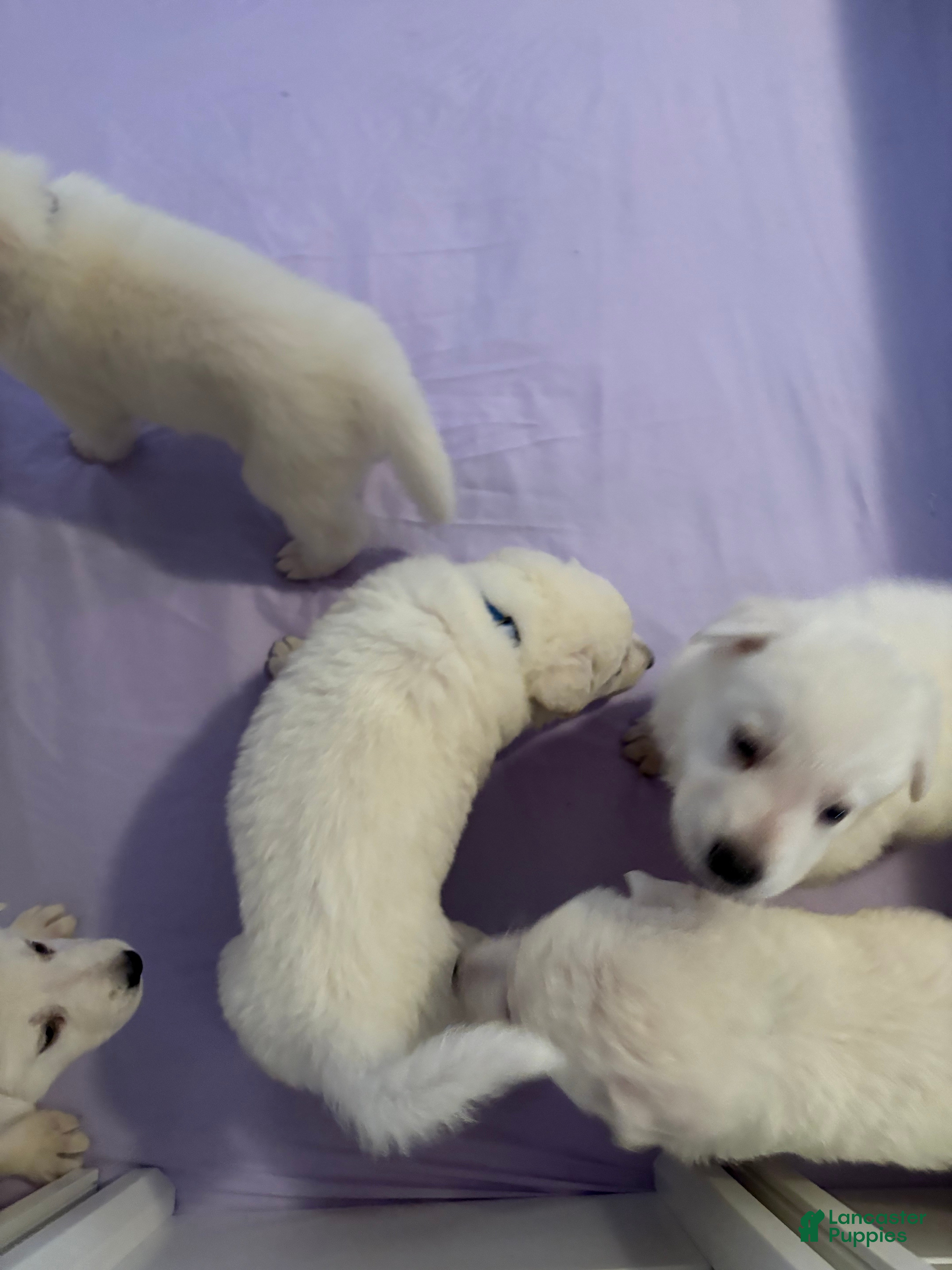 German Shepherd dogs German Shepherd Puppy 6 - Ad 6