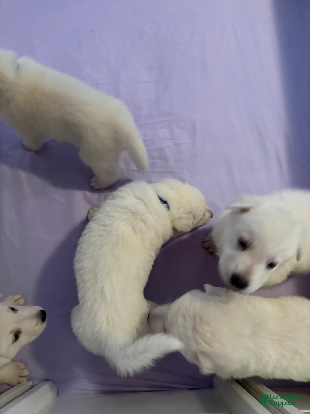 German Shepherd dogs for sale: German Shepherd Puppy 6 - Ad 1