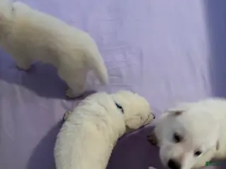 German Shepherd dogs German Shepherd Puppy 6 - Ad 23