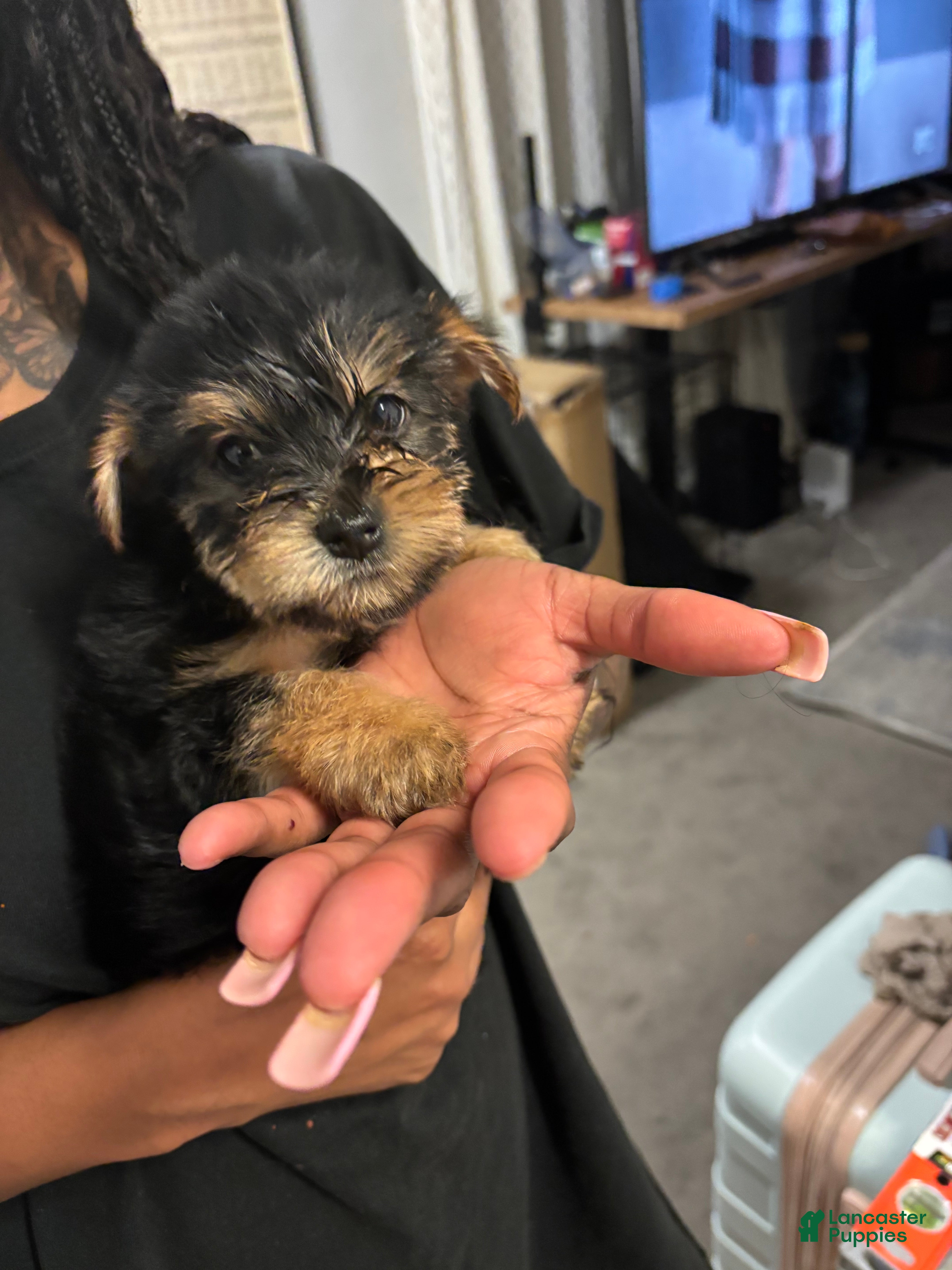 Yorkshire Terrier dogs Copper - Ad 23