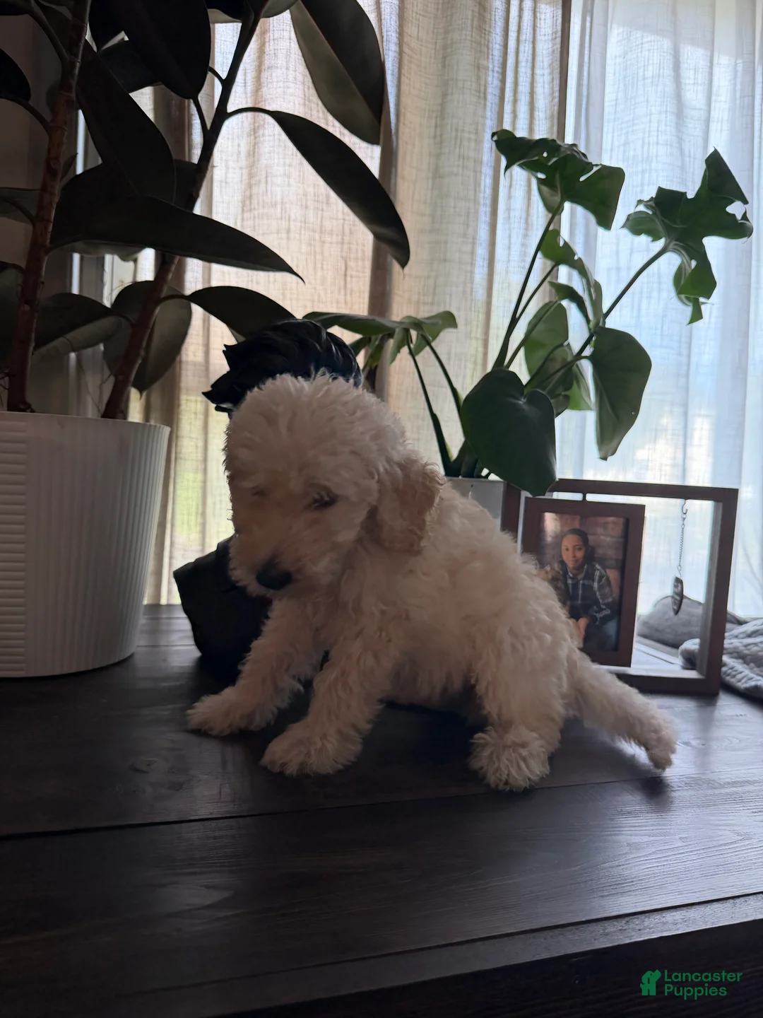 Labradoodle dogs for sale: Michael  - Ad 2