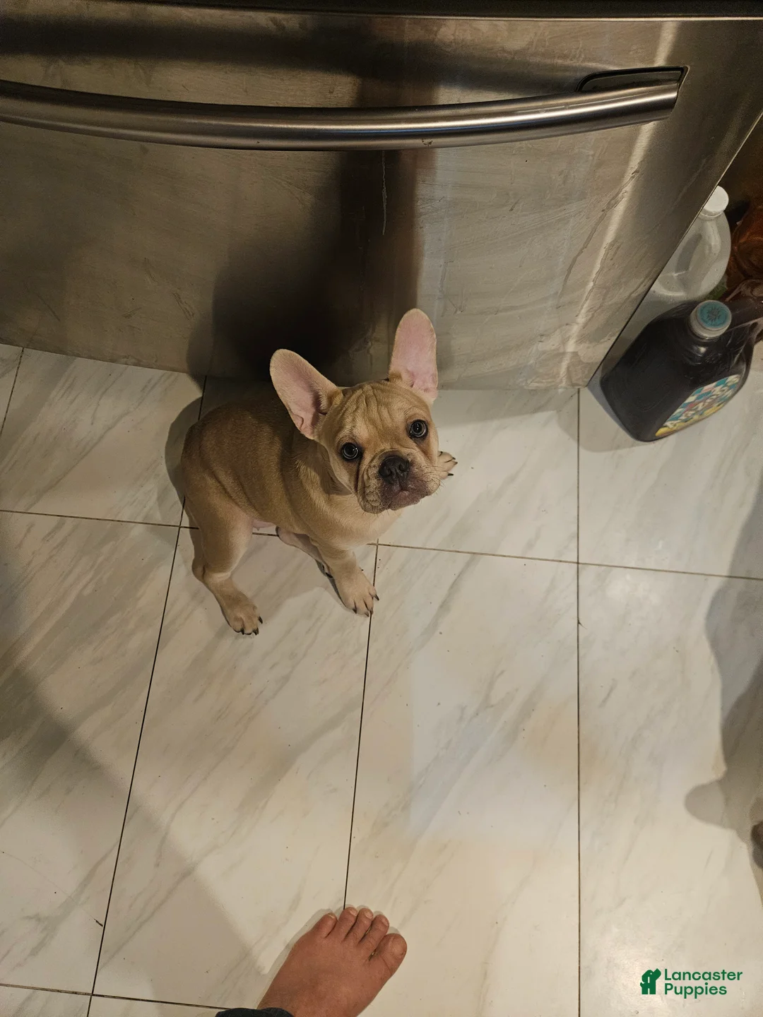 French Bulldog dogs for sale: French Bulldog Puppy 4 - Ad 2