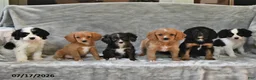 Cavapoo dogs for sale: Kylie - Ad 3